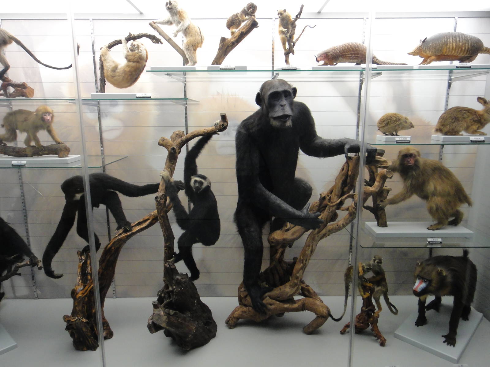 Museum of Biological Specimens Beijing Normal University