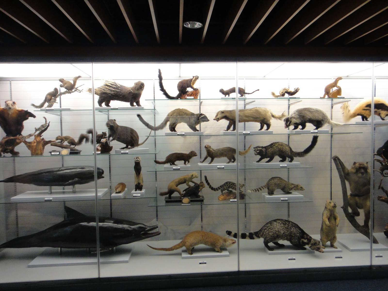 Museum of Biological Specimens Beijing Normal University