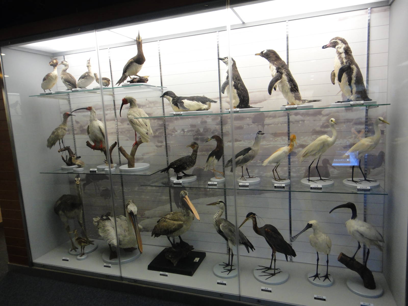 Museum of Biological Specimens Beijing Normal University