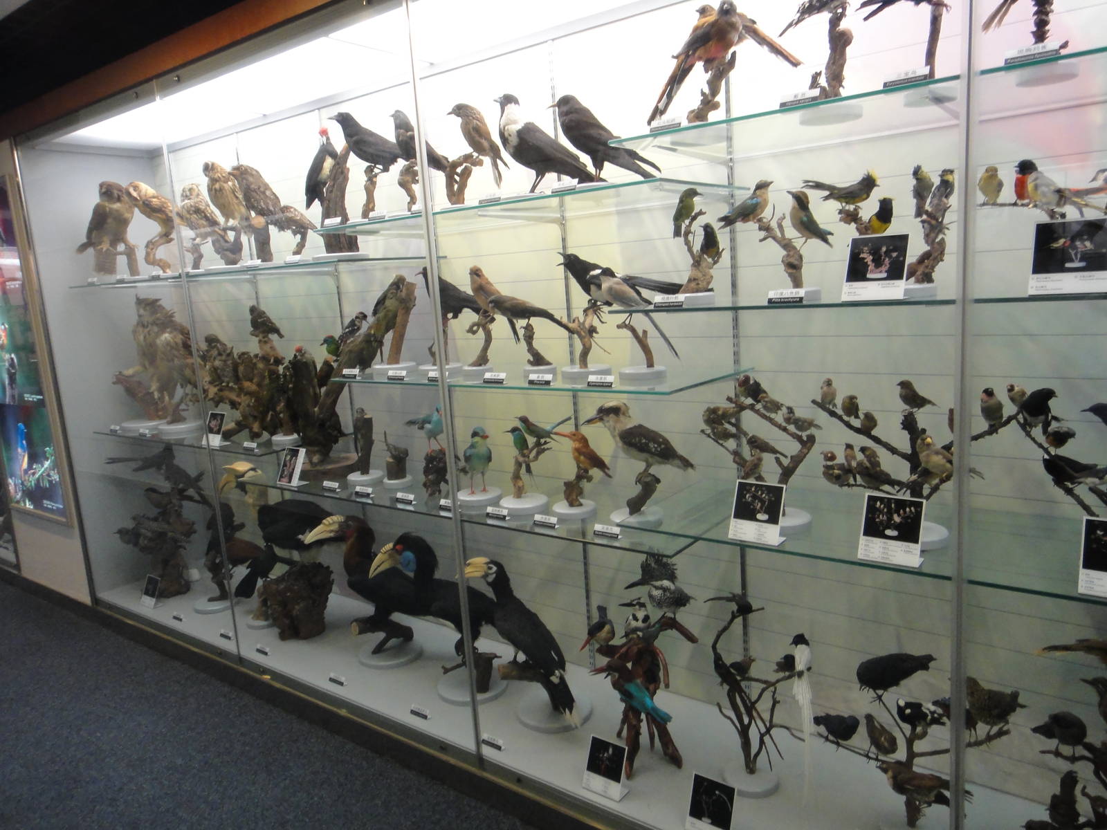 Museum of Biological Specimens Beijing Normal University