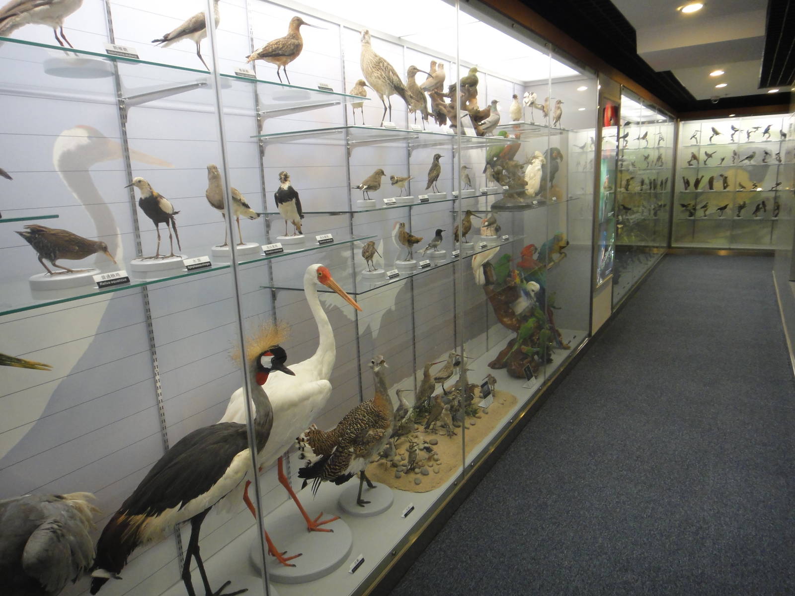 Museum of Biological Specimens Beijing Normal University