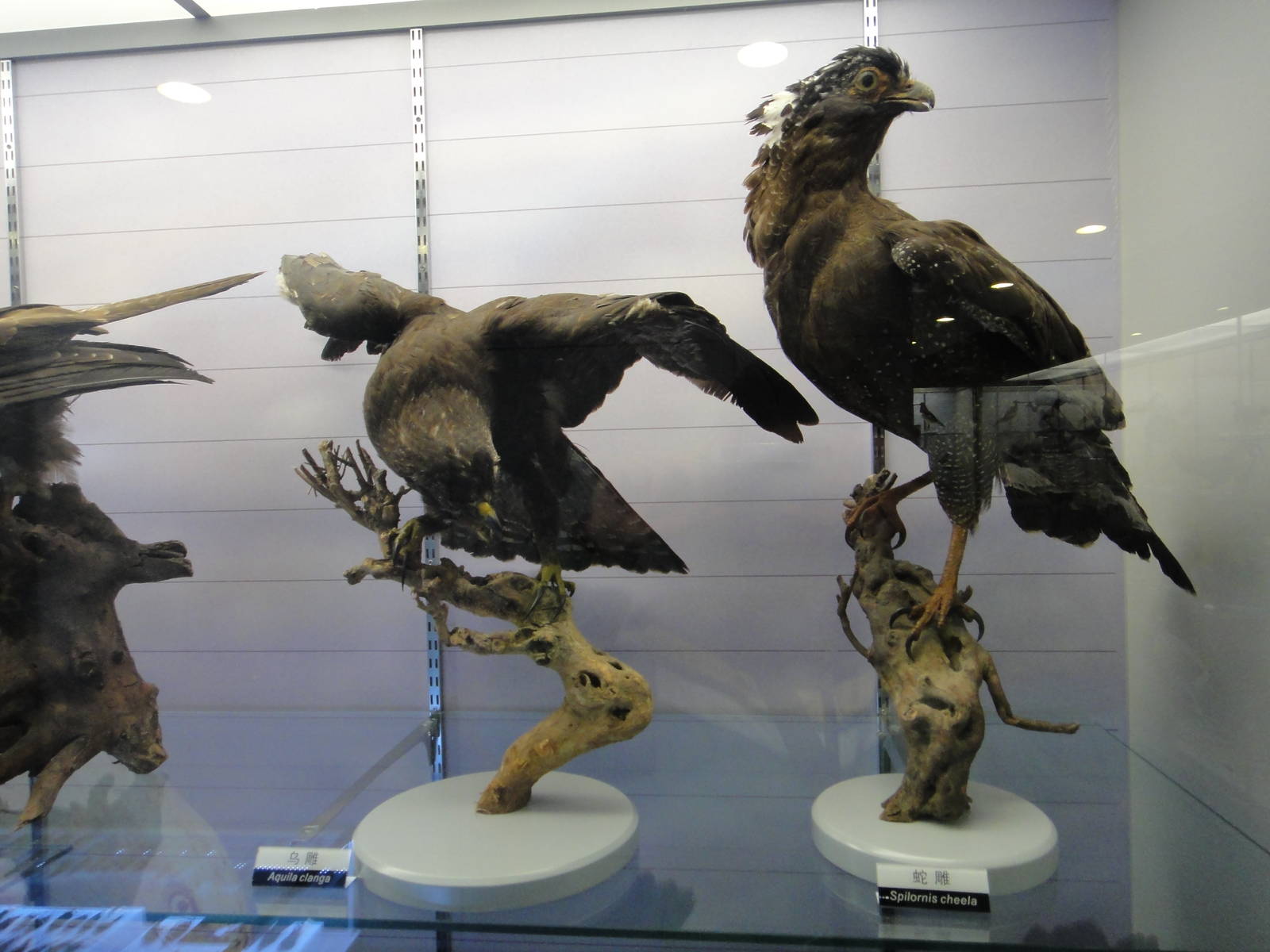 Museum of Biological Specimens Beijing Normal University