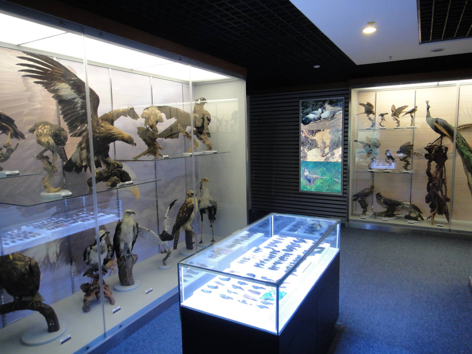 Museum of Biological Specimens Beijing Normal University