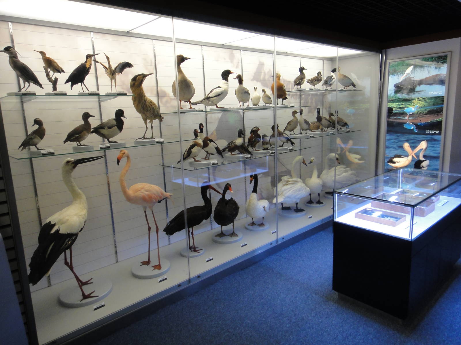 Museum of Biological Specimens Beijing Normal University