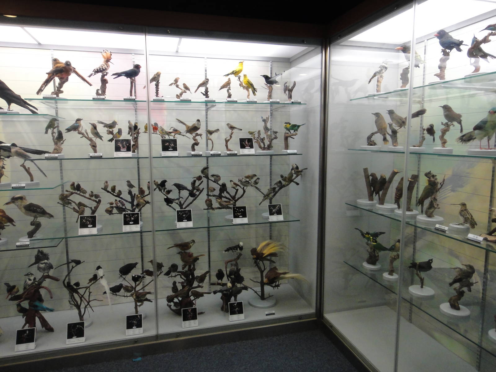 Museum of Biological Specimens Beijing Normal University