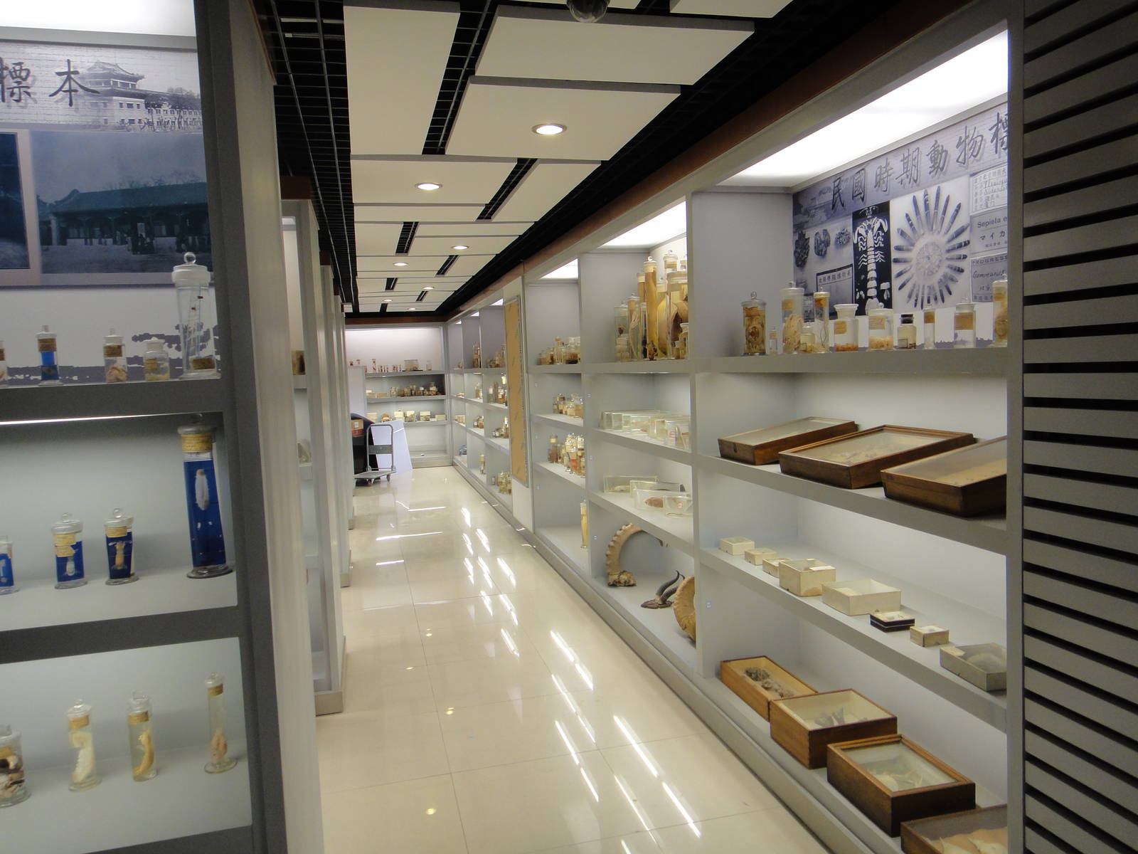 Museum of Biological Specimens Beijing Normal University