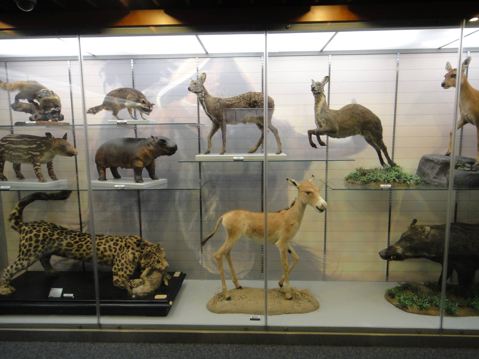 Museum of Biological Specimens Beijing Normal University