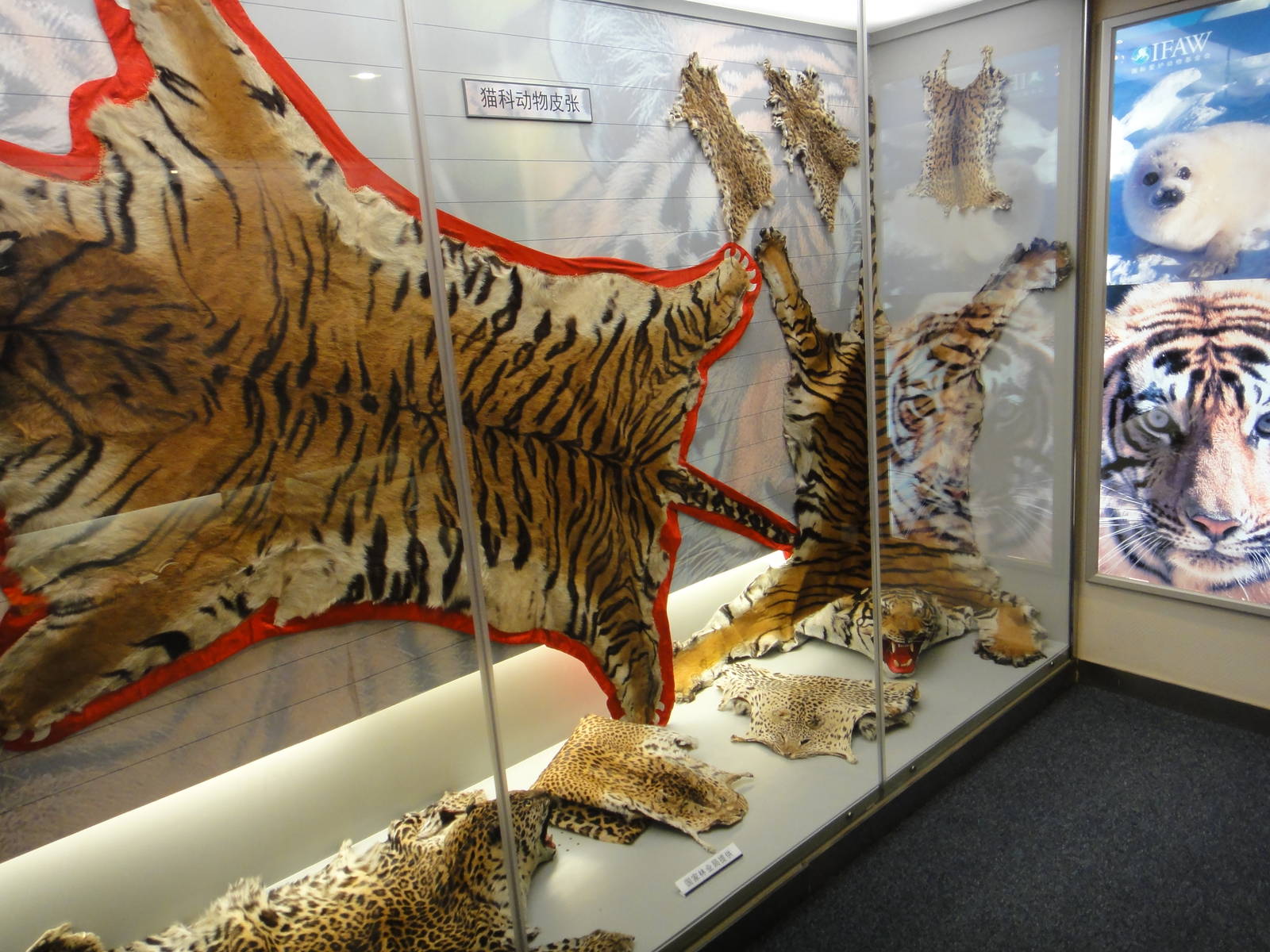 Museum of Biological Specimens Beijing Normal University