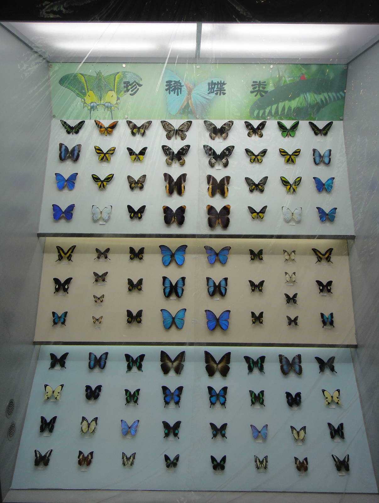 Museum of Biological Specimens Beijing Normal University