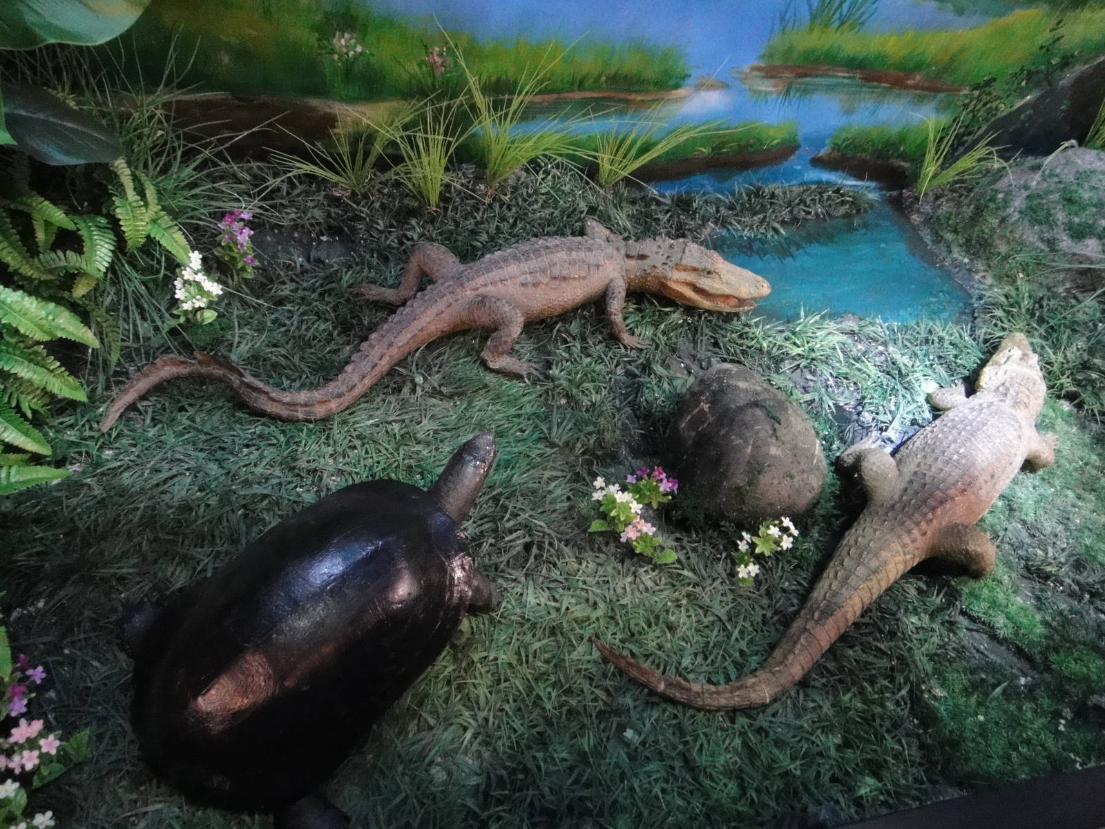 Museum of Biological Specimens Beijing Normal University