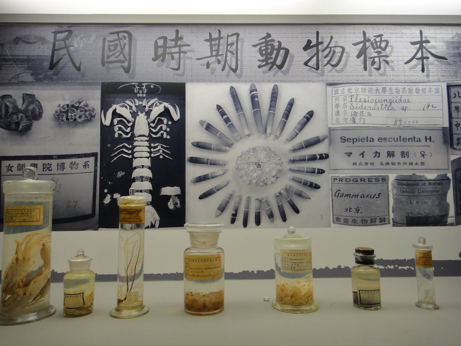 Museum of Biological Specimens Beijing Normal University