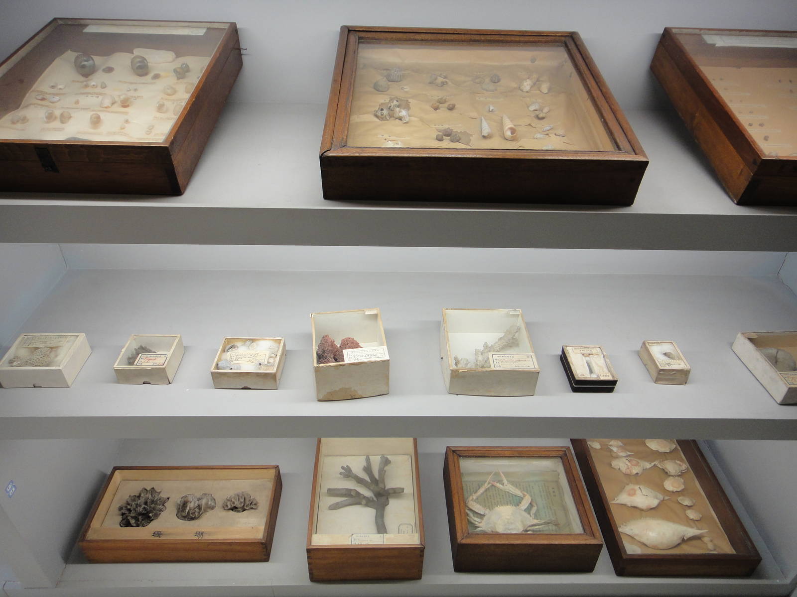 Museum of Biological Specimens Beijing Normal University