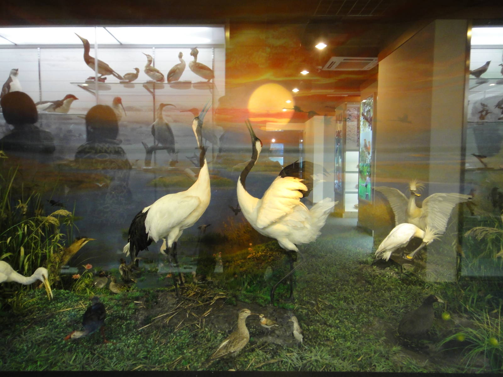 Museum of Biological Specimens Beijing Normal University