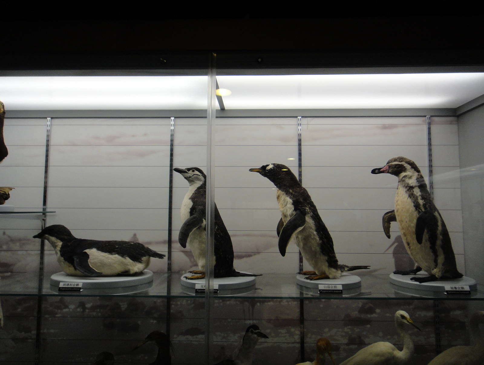 Museum of Biological Specimens Beijing Normal University