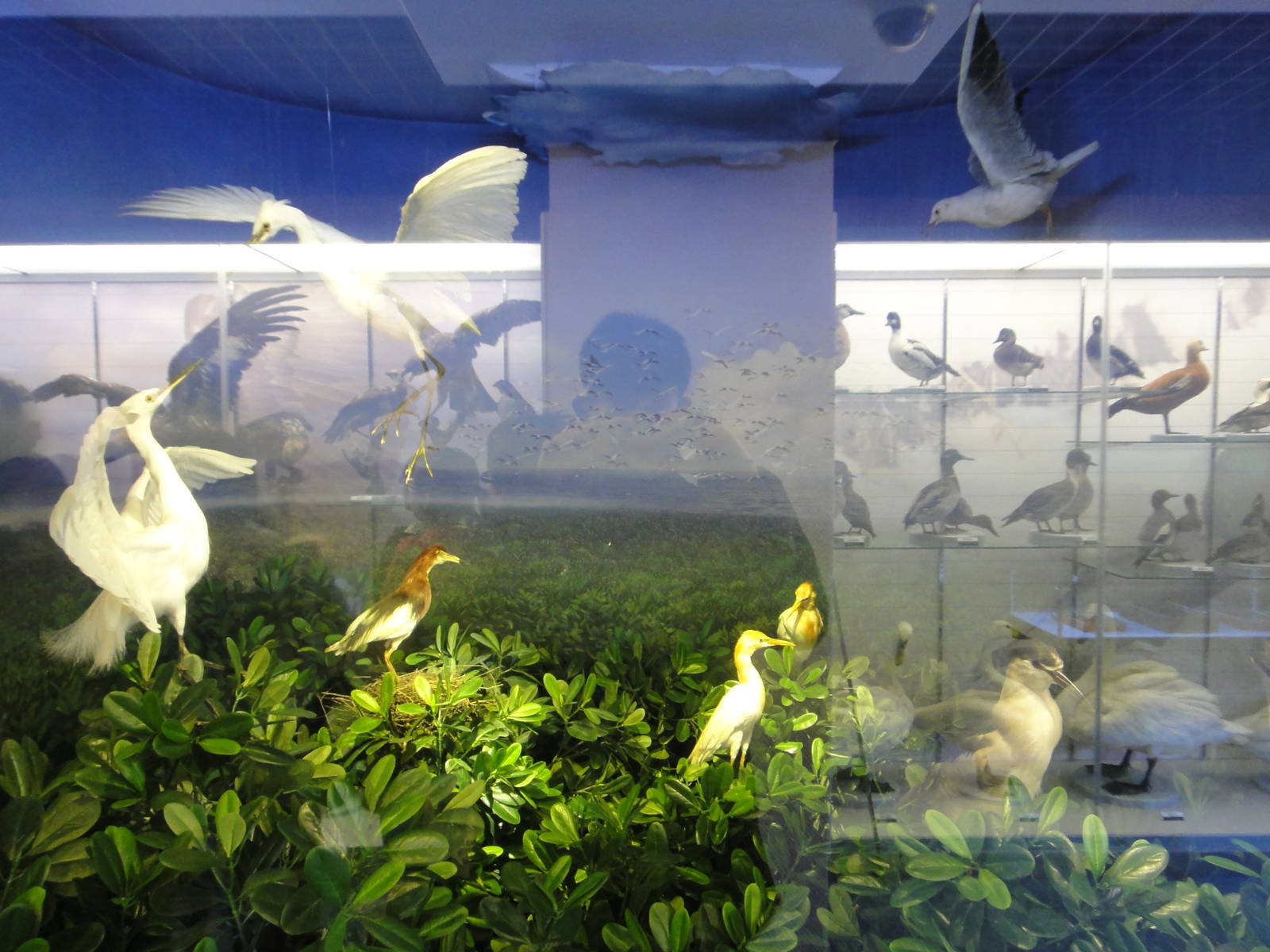 Museum of Biological Specimens Beijing Normal University