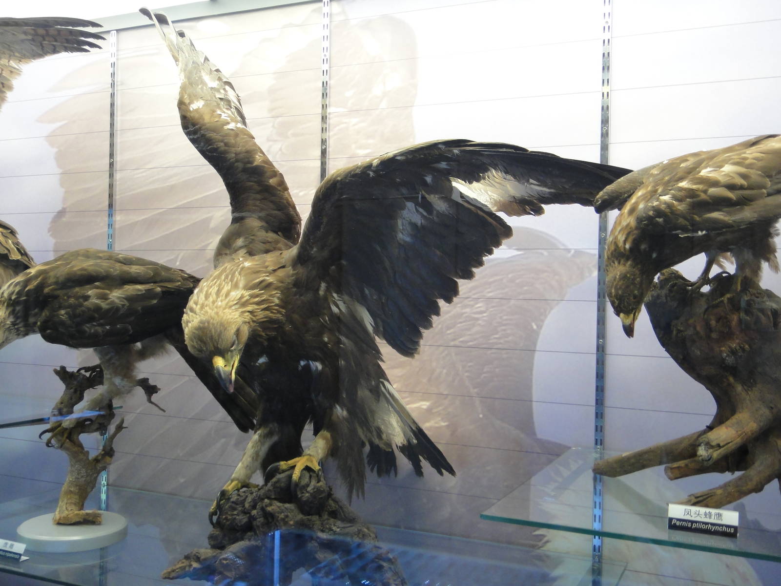 Museum of Biological Specimens Beijing Normal University