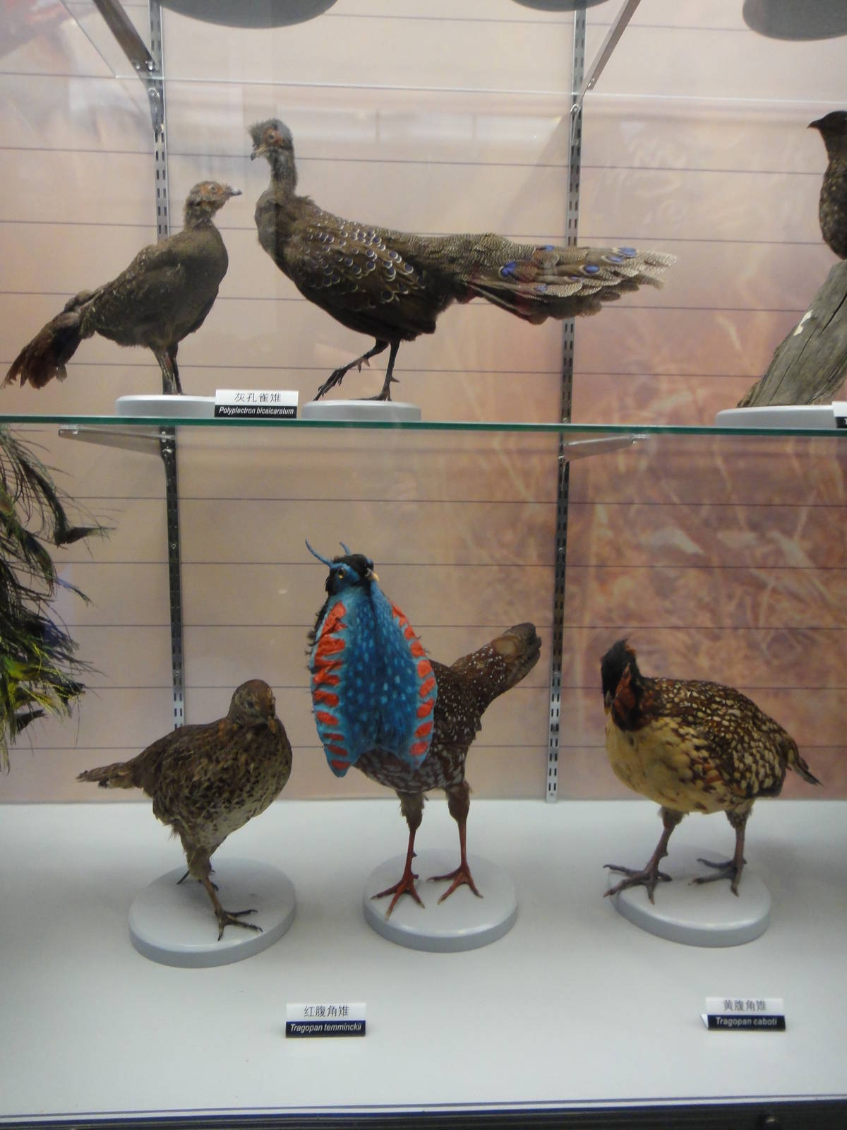 Museum of Biological Specimens Beijing Normal University