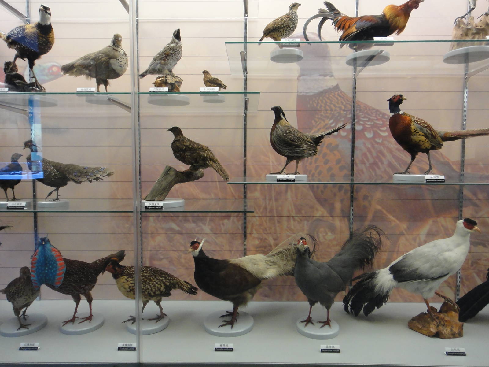 Museum of Biological Specimens Beijing Normal University