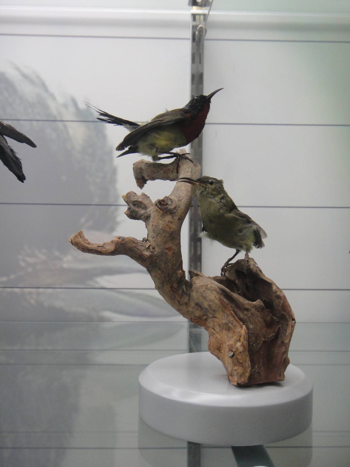 Museum of Biological Specimens Beijing Normal University