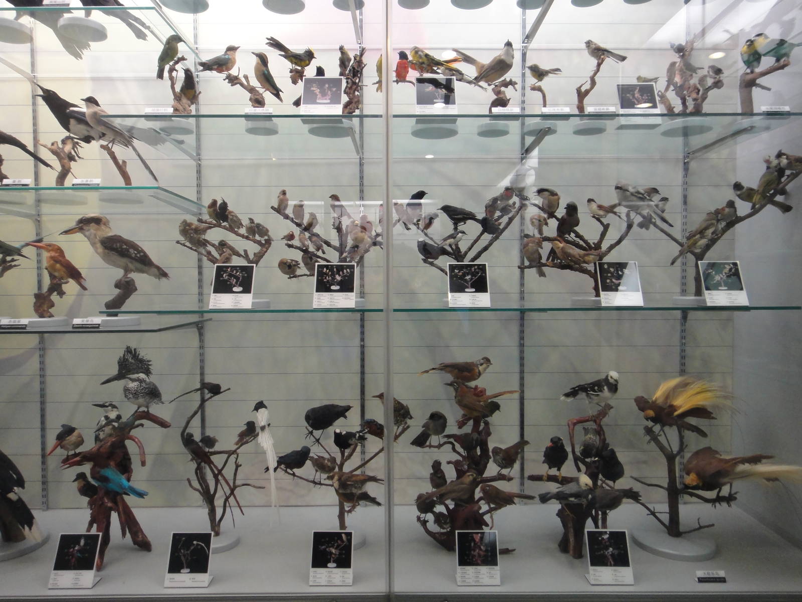 Museum of Biological Specimens Beijing Normal University