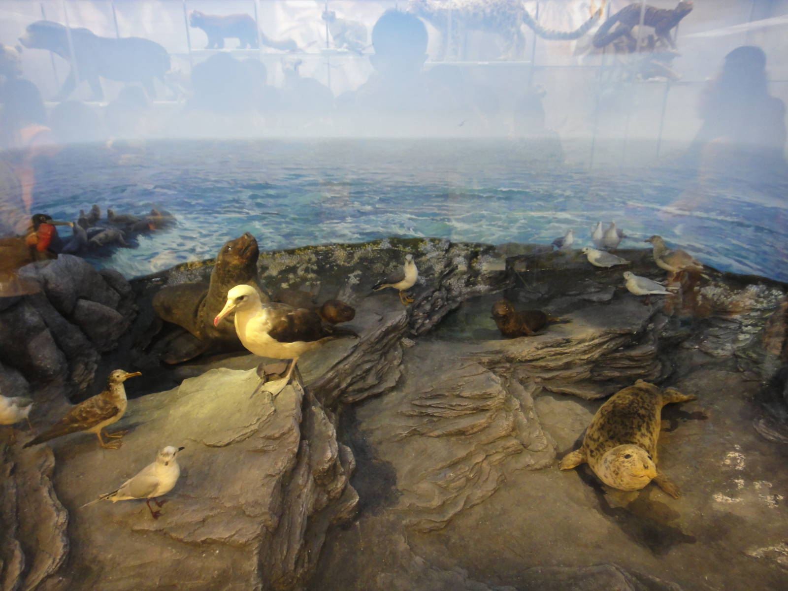 Museum of Biological Specimens Beijing Normal University