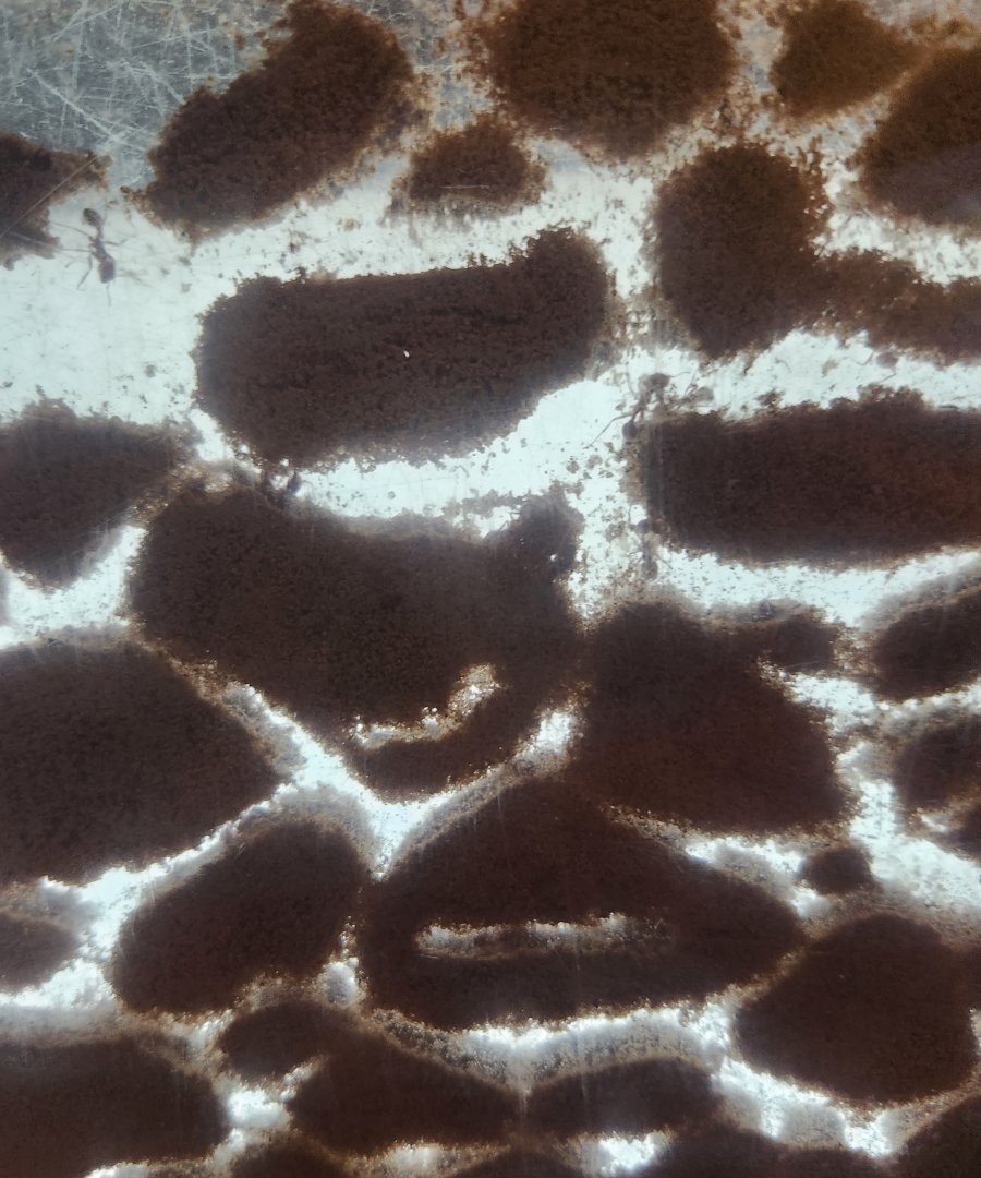 Museum Of L&S (2023) - Harvester Ants