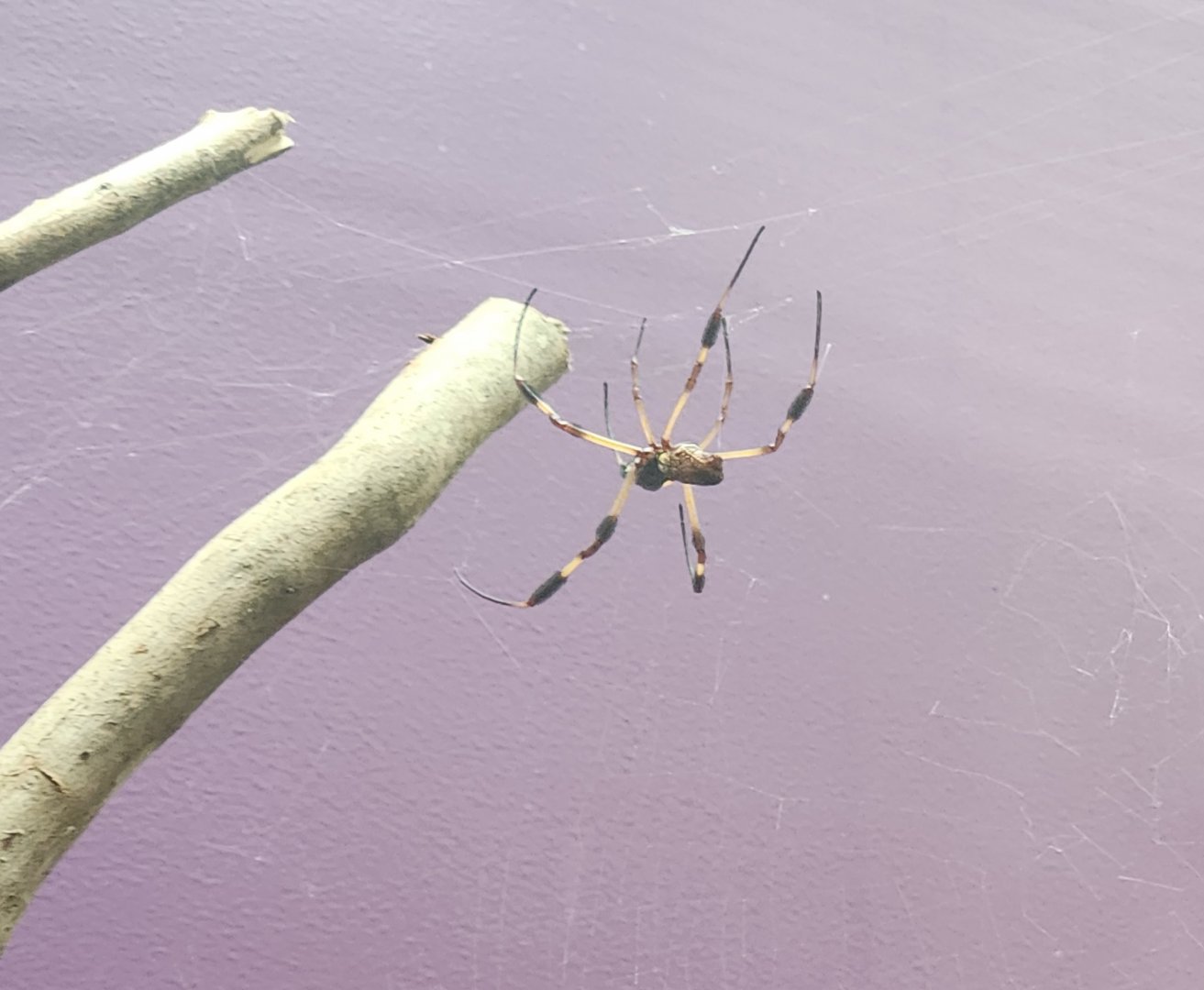 Museum Of L&S (2023) - Orb Weaver Spider