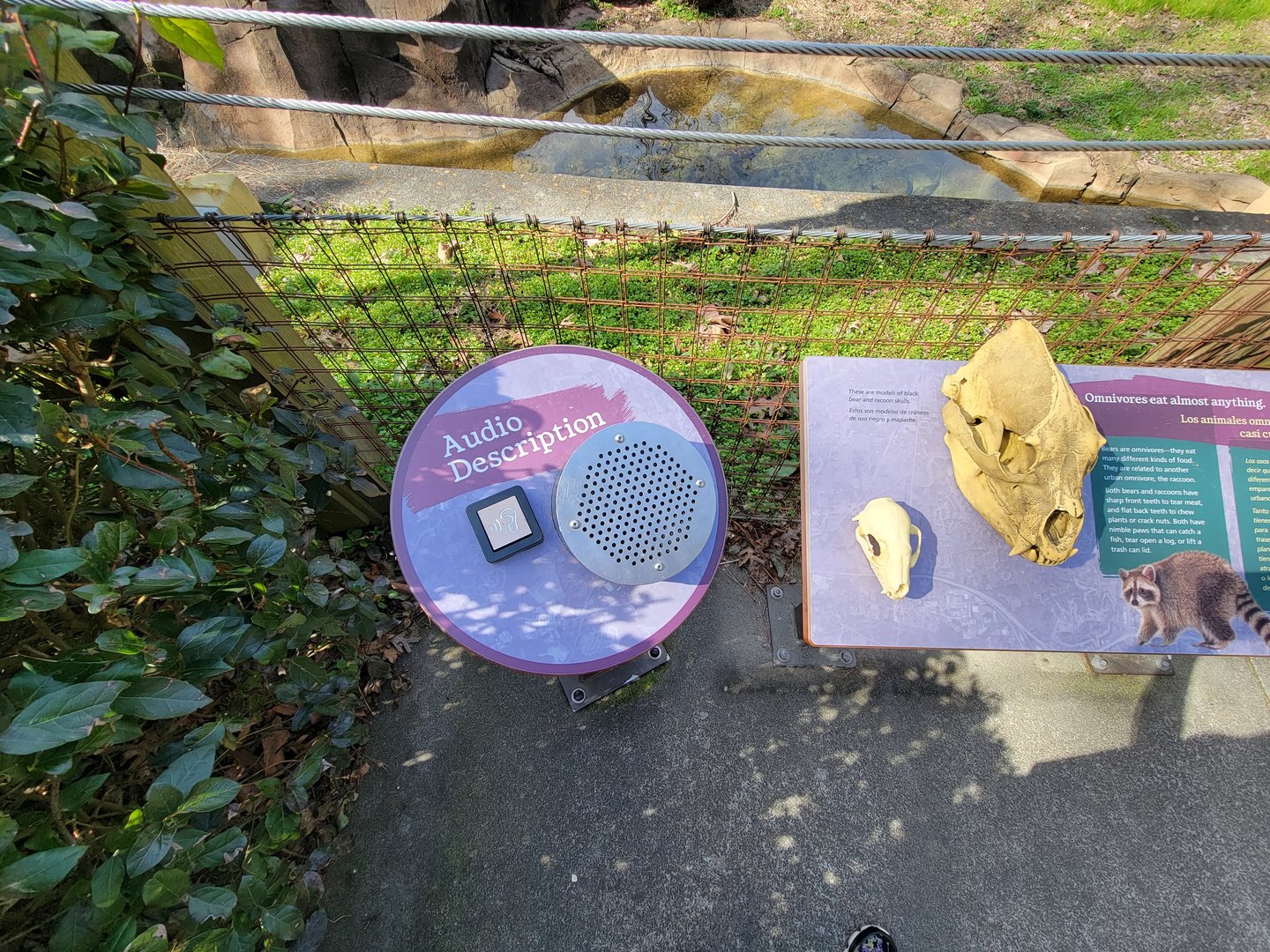 Museum of Life+Science - Black bear viewing #1, audio descriptions