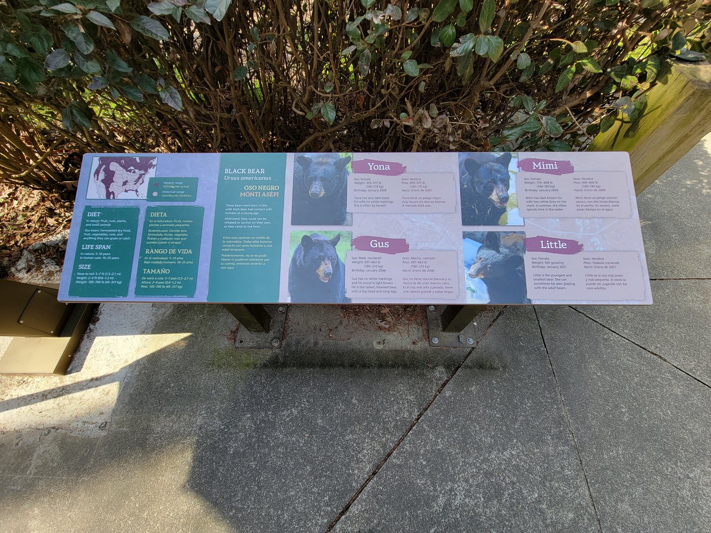 Museum of Life+Science - Black bear viewing #1, resident bears