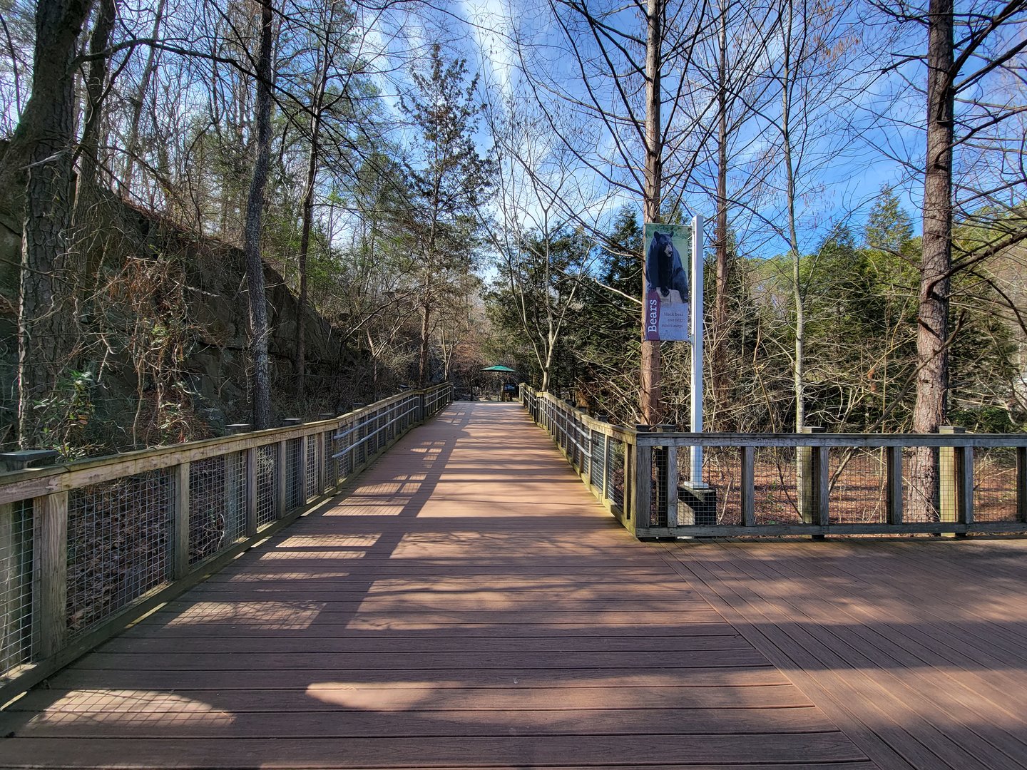 Museum of Life+Science - Black bear viewing #1