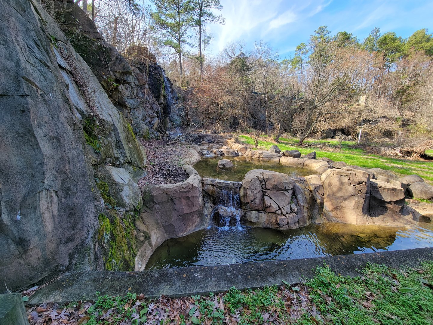 Museum of Life+Science - Black bear viewing #1