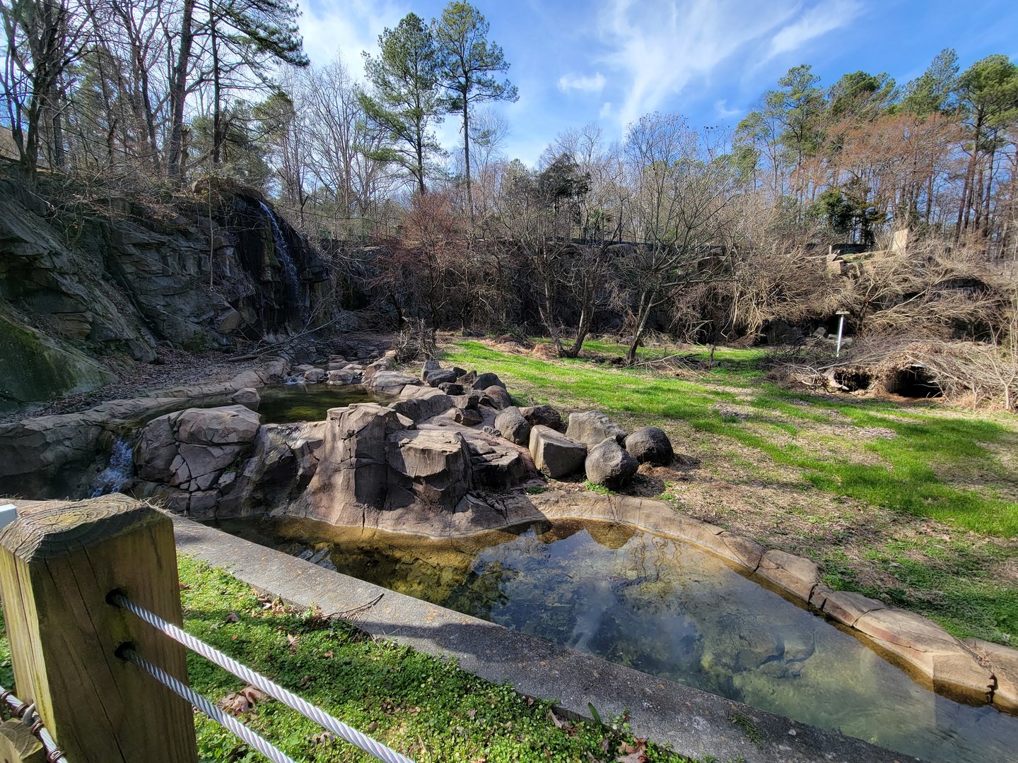 Museum of Life+Science - Black bear viewing #1