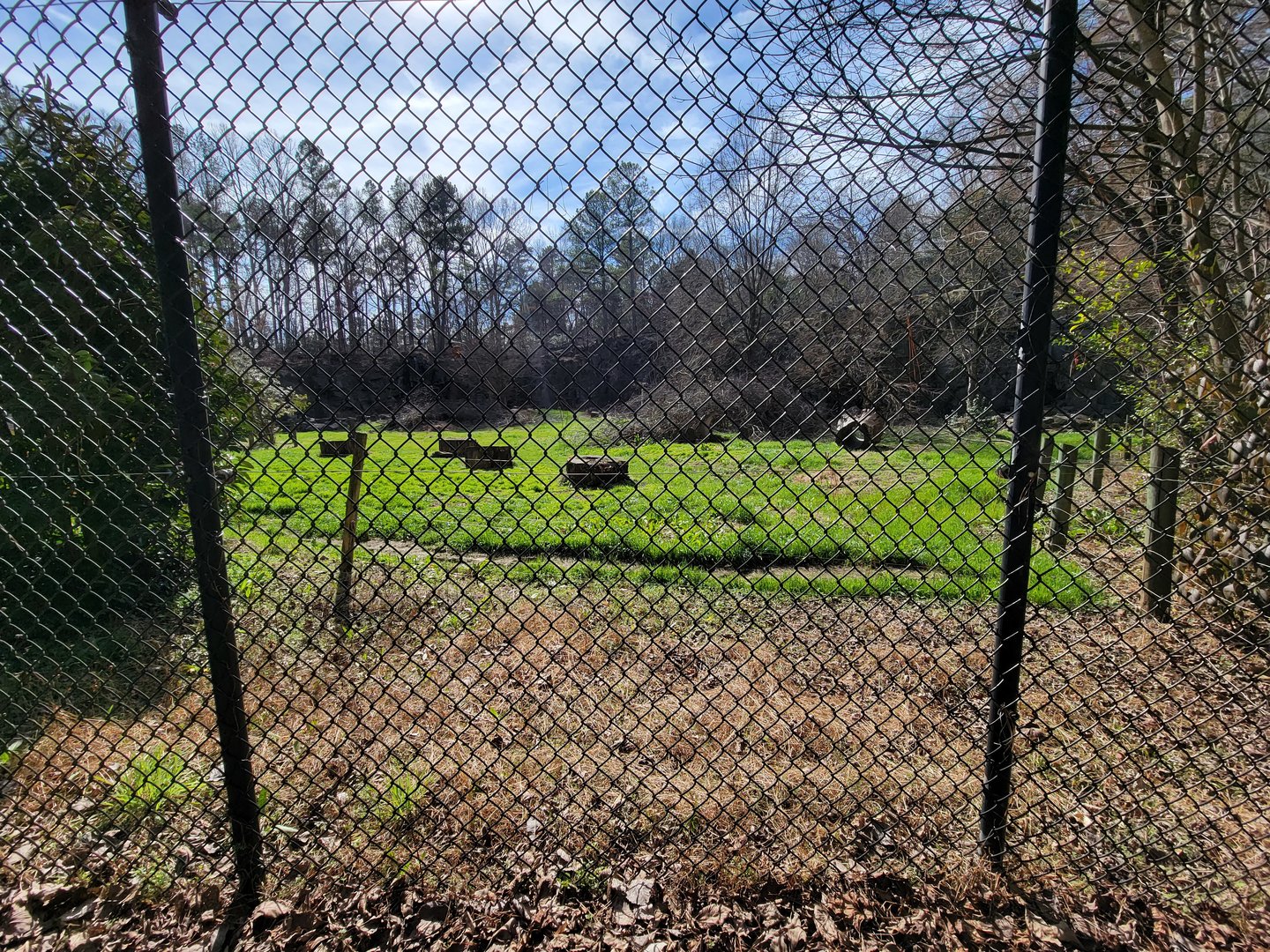 Museum of Life+Science - Black bear viewing #2