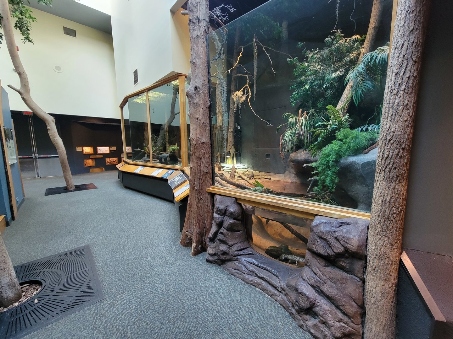 Museum of Life+Science - Carolina Wildlife, American alligators