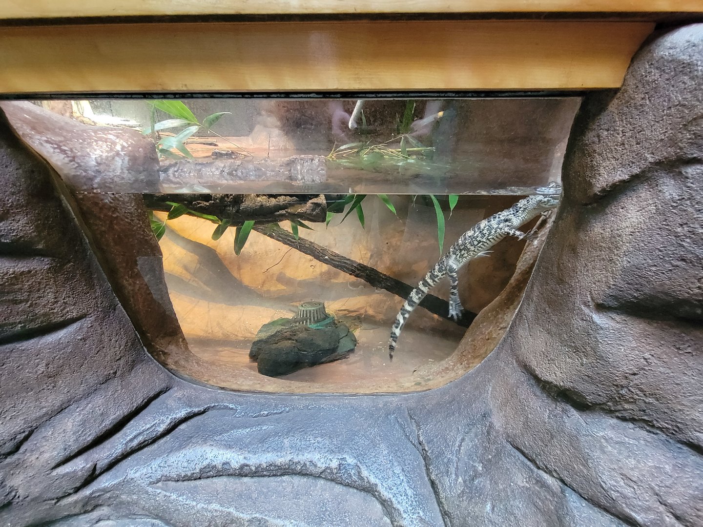 Museum of Life+Science - Carolina Wildlife, American alligators