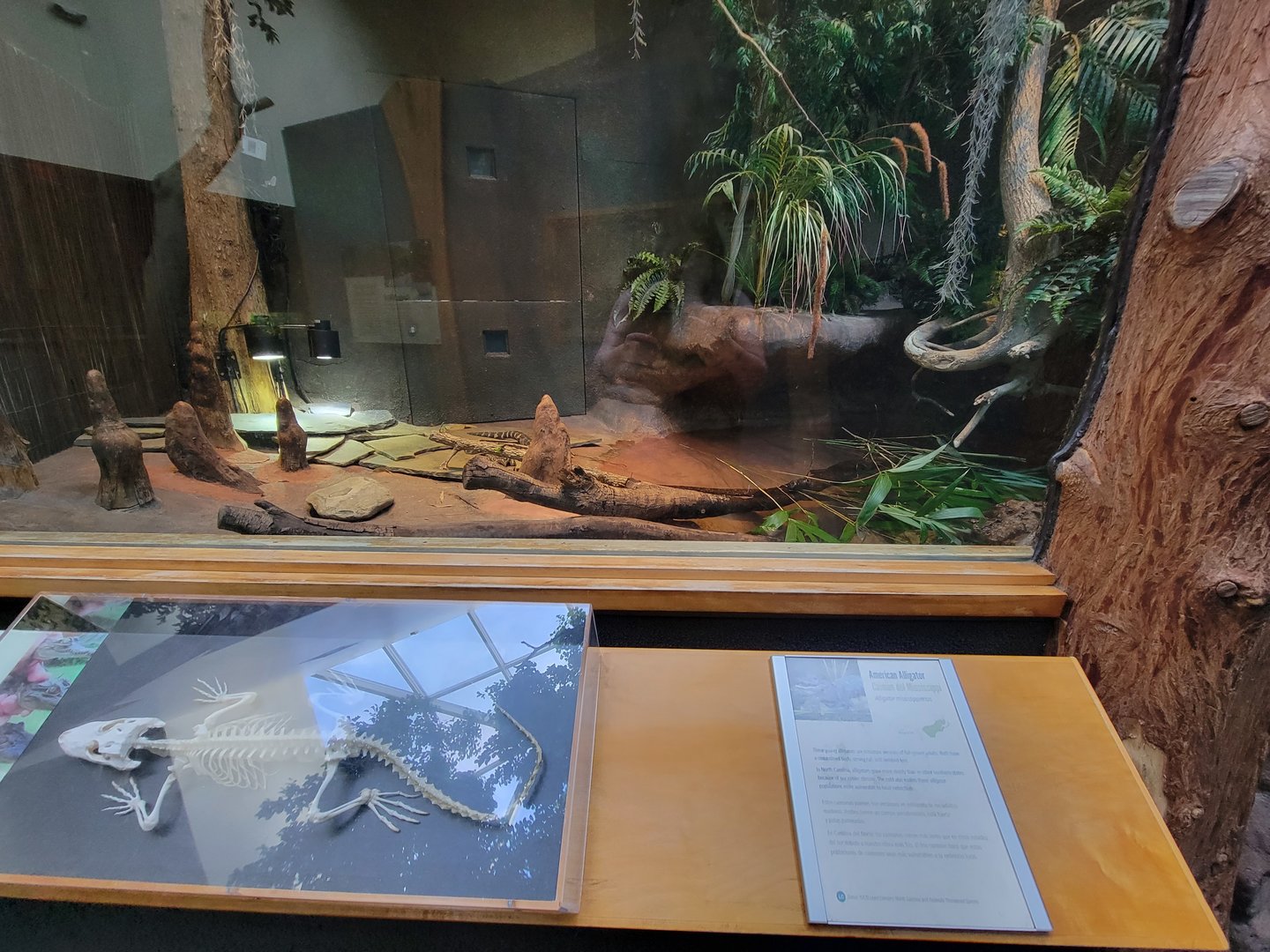 Museum of Life+Science - Carolina Wildlife, American alligators