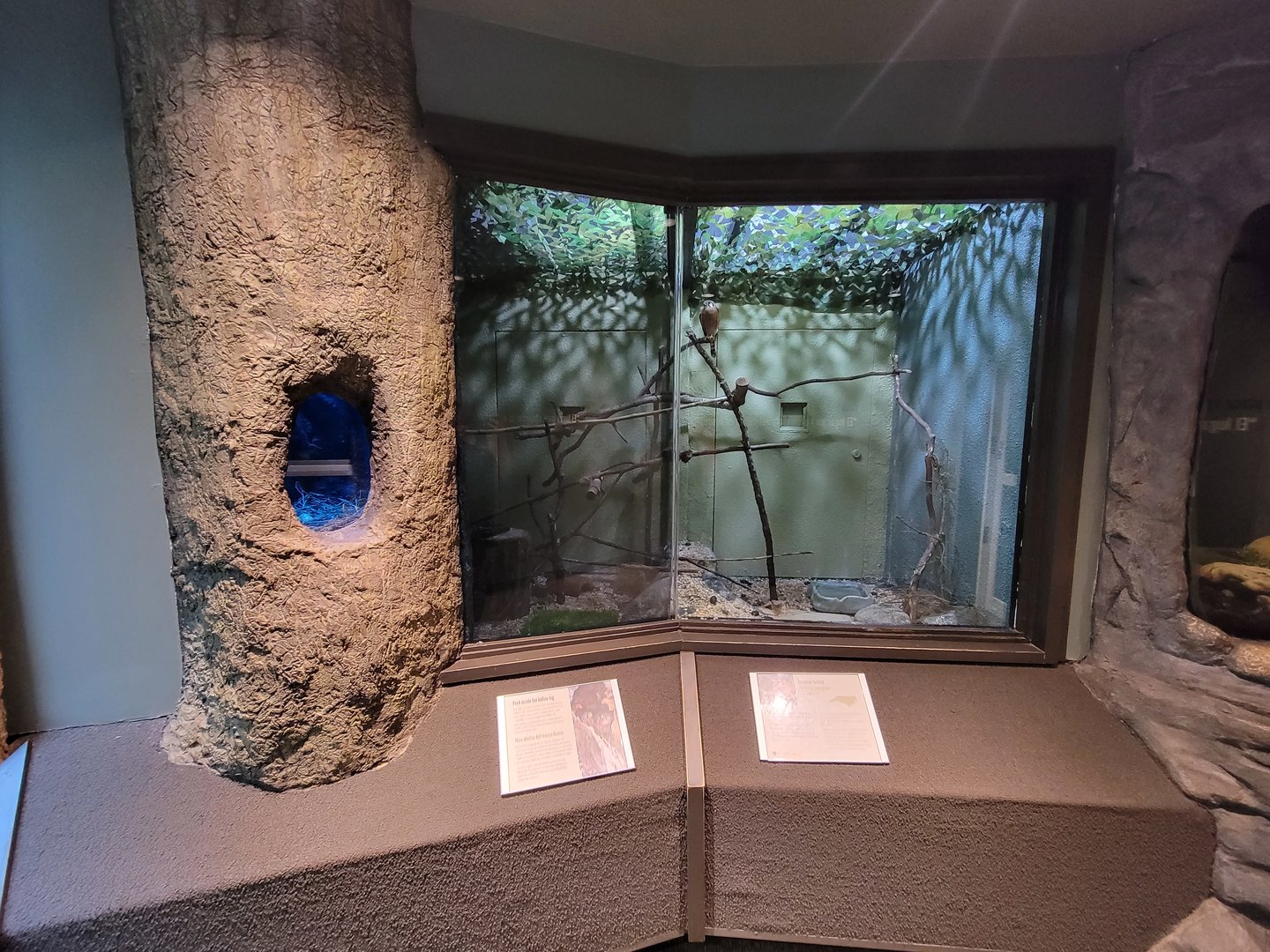 Museum of Life+Science - Carolina Wildlife, American Kestrel exhibit with tiger salamander on right