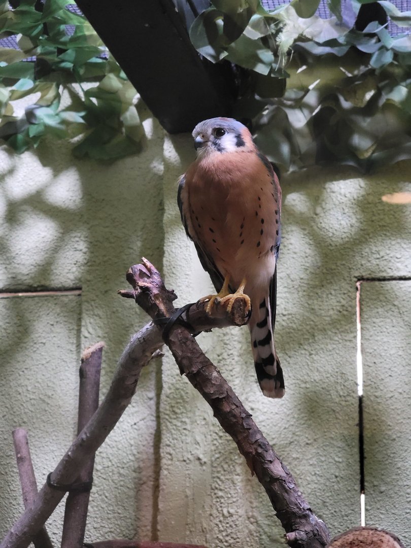 Museum of Life+Science - Carolina Wildlife, American Kestrel