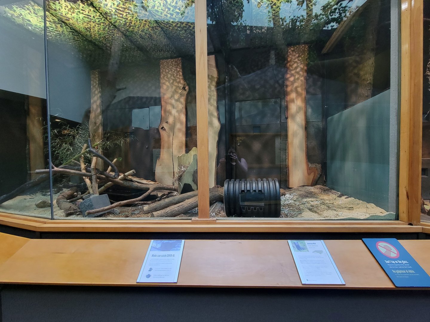 Museum of Life+Science - Carolina Wildlife, American mink