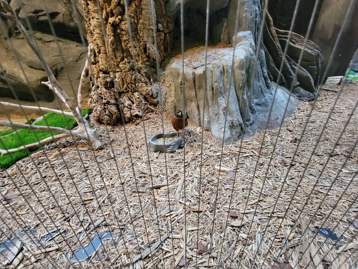 Museum of Life+Science - Carolina Wildlife, American robin