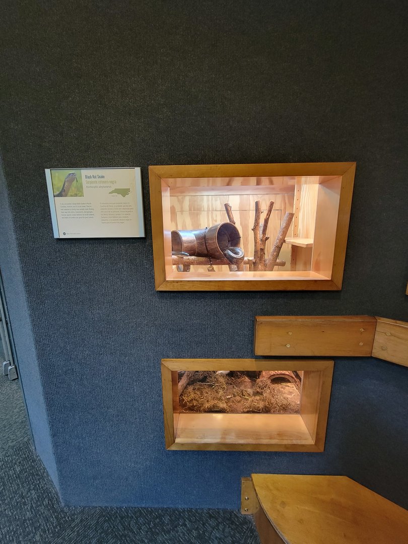 Museum of Life+Science - Carolina Wildlife, "black rat snake" (another eastern rat snake), both windows
