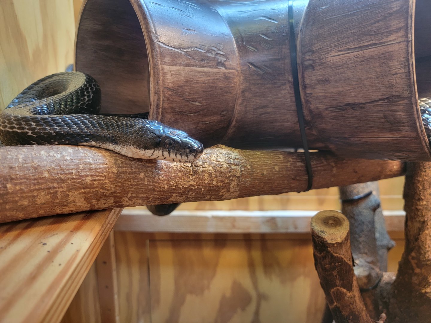 Museum of Life+Science - Carolina Wildlife, "black rat snake" (another eastern rat snake)