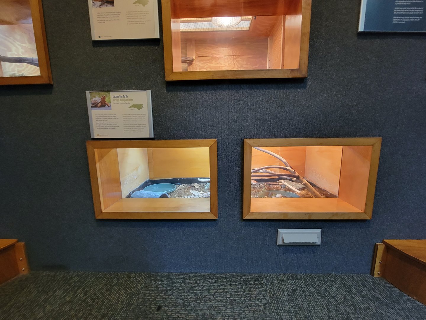 Museum of Life+Science - Carolina Wildlife, Eastern box turtle