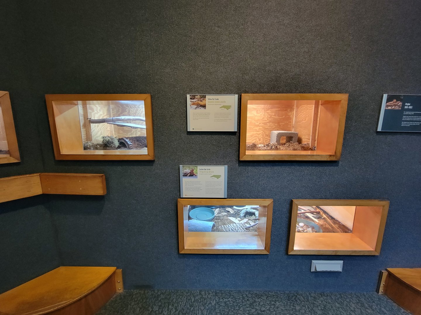 Museum of Life+Science - Carolina Wildlife, Eastern rat snake (top two) and eastern box turtle (bottom two)
