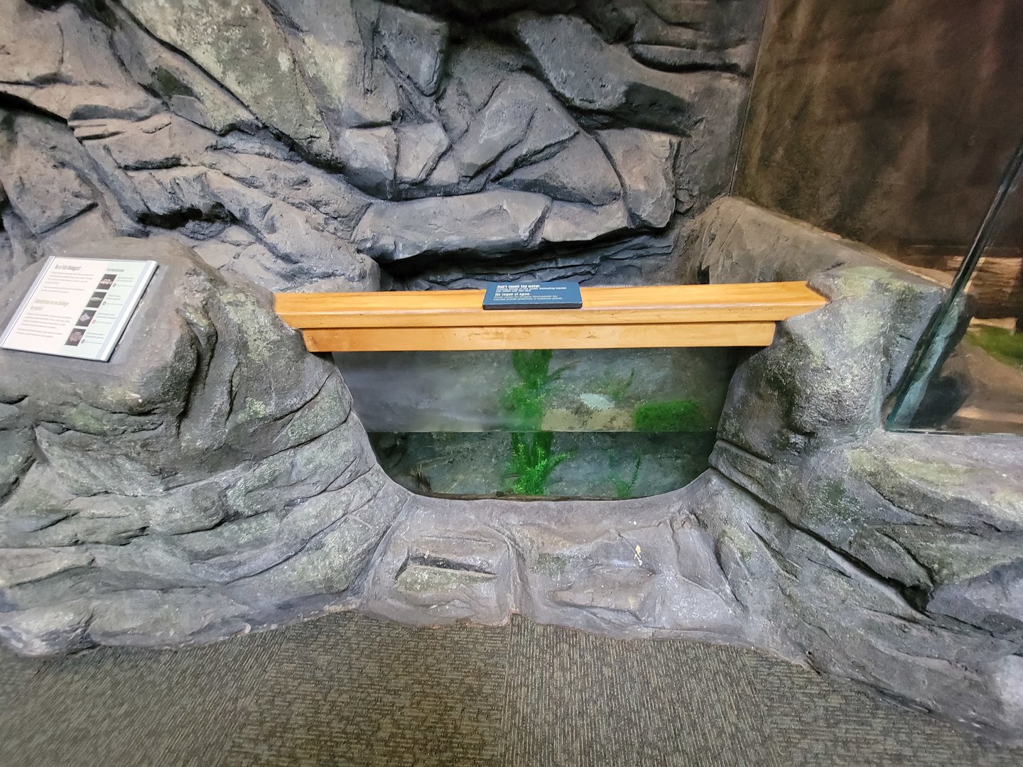 Museum of Life+Science - Carolina Wildlife, fish tank #1