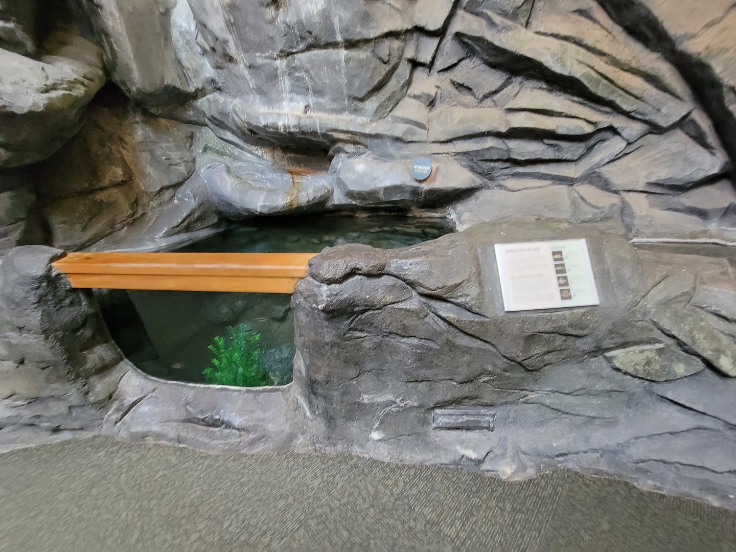 Museum of Life+Science - Carolina Wildlife, fish tank #2