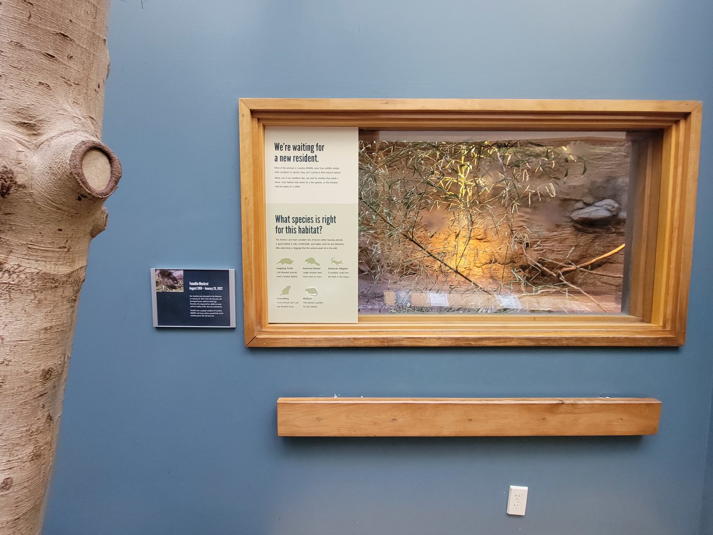 Museum of Life+Science - Carolina Wildlife, former muskrat exhibit