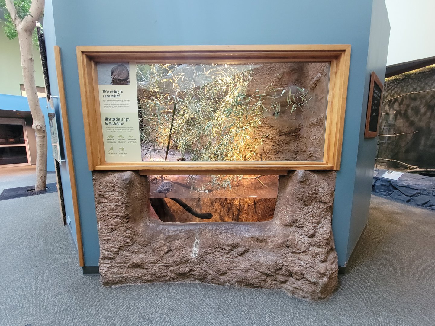 Museum of Life+Science - Carolina Wildlife, former muskrat exhibit