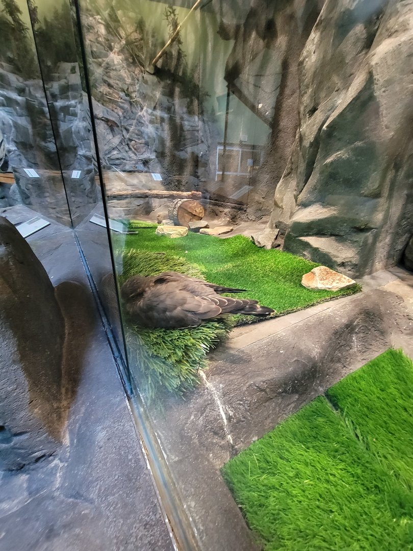 Museum of Life+Science - Carolina Wildlife, Merlin