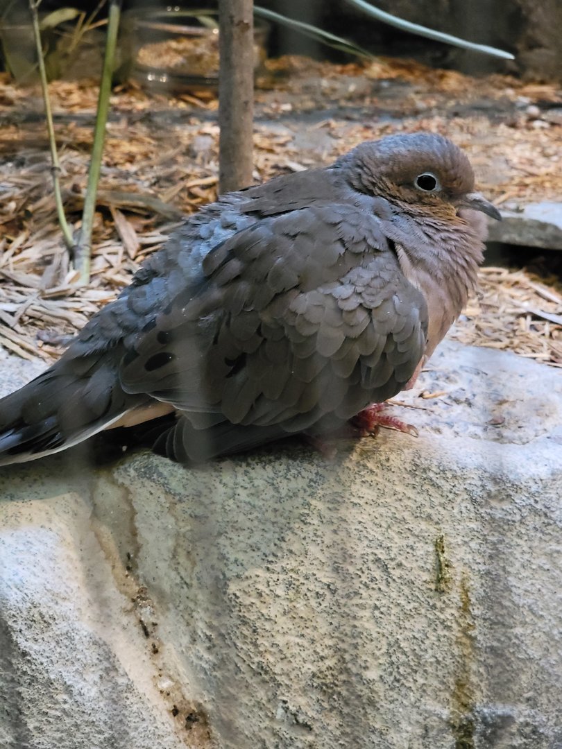Museum of Life+Science - Carolina Wildlife, mourning dove